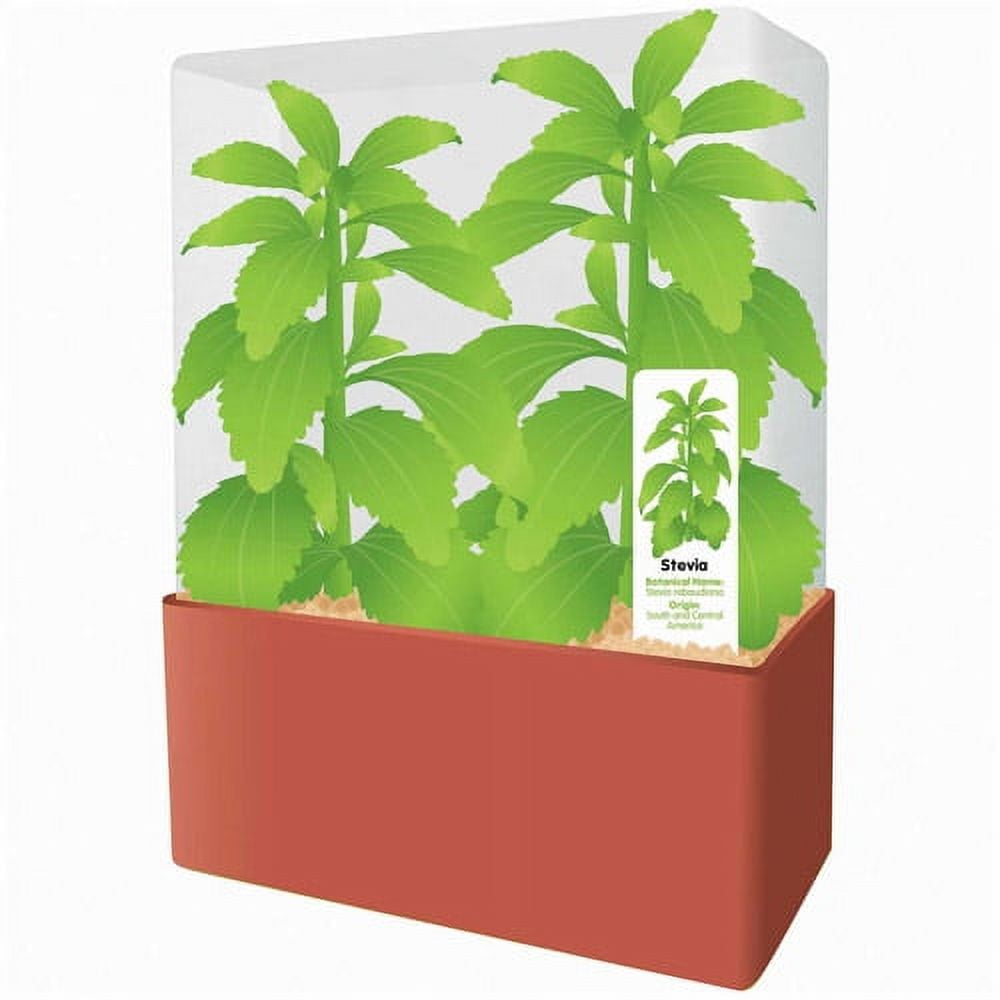 DuneCraft Sweet Leaf Plant Kit