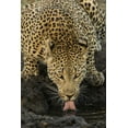 thumbnail image 2 of Zuckerman, Jim 11x14 White Modern Wood Framed Museum Art Print Titled - South Kruger NP Leopard drinking at waterhole, 2 of 4