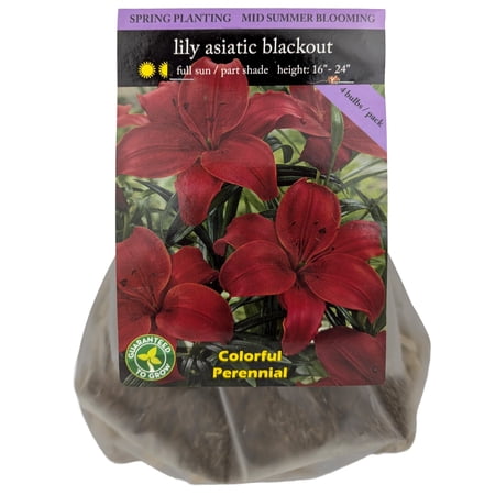 EuroBlooms Blackout Asiatic Lily Flower Bulbs, Bag of 4, Summer Blooming Cut Flower Perennial