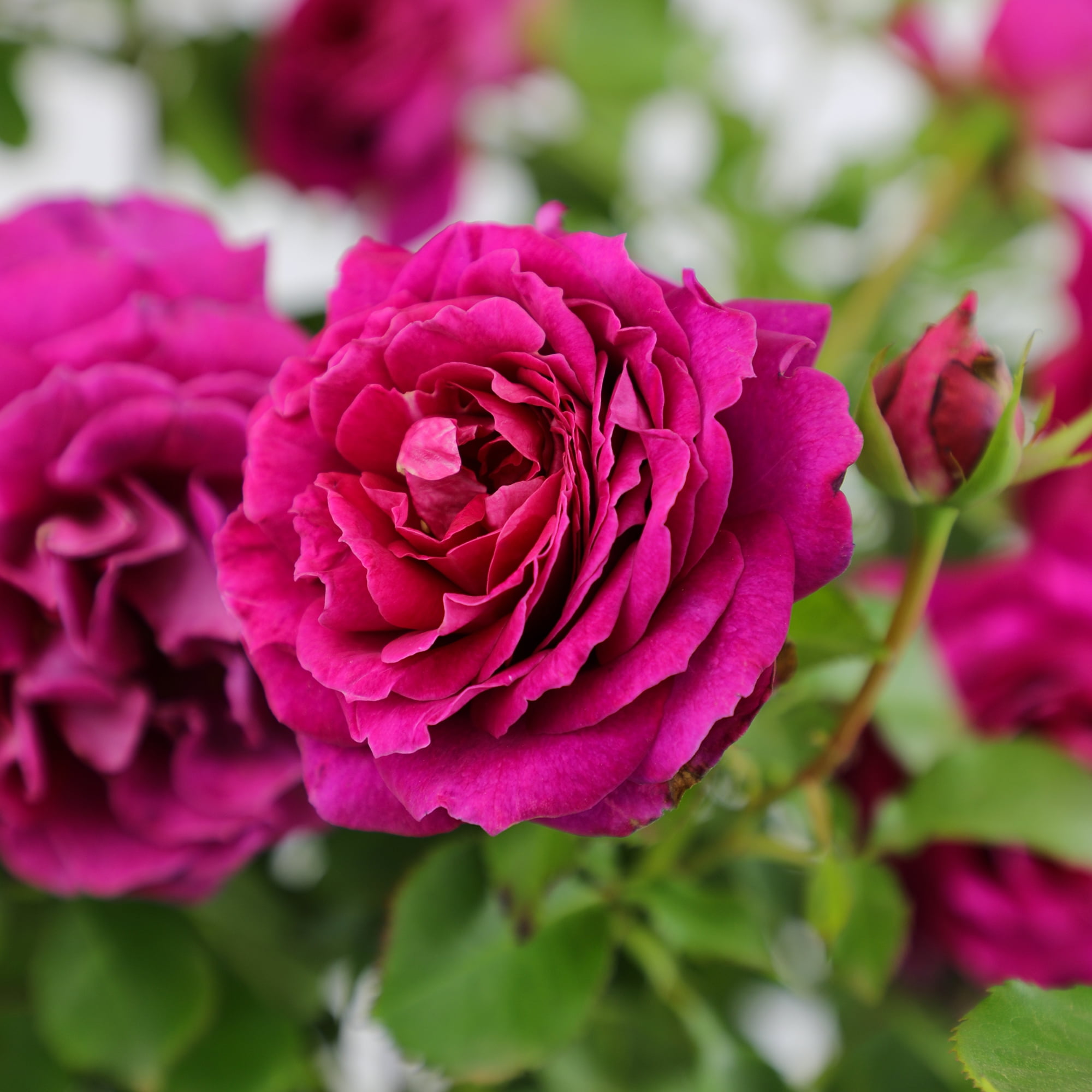 True Bloom 'True Serenity' PP28929 Deep Pink Rose Bush Roses, 8Qt. Pot, Full Sun, Live Plant