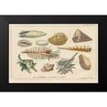 thumbnail image 2 of Wild Apple Portfolio 14x11 Black Modern Framed Museum Art Print Titled - Shell Etchings II, 2 of 5