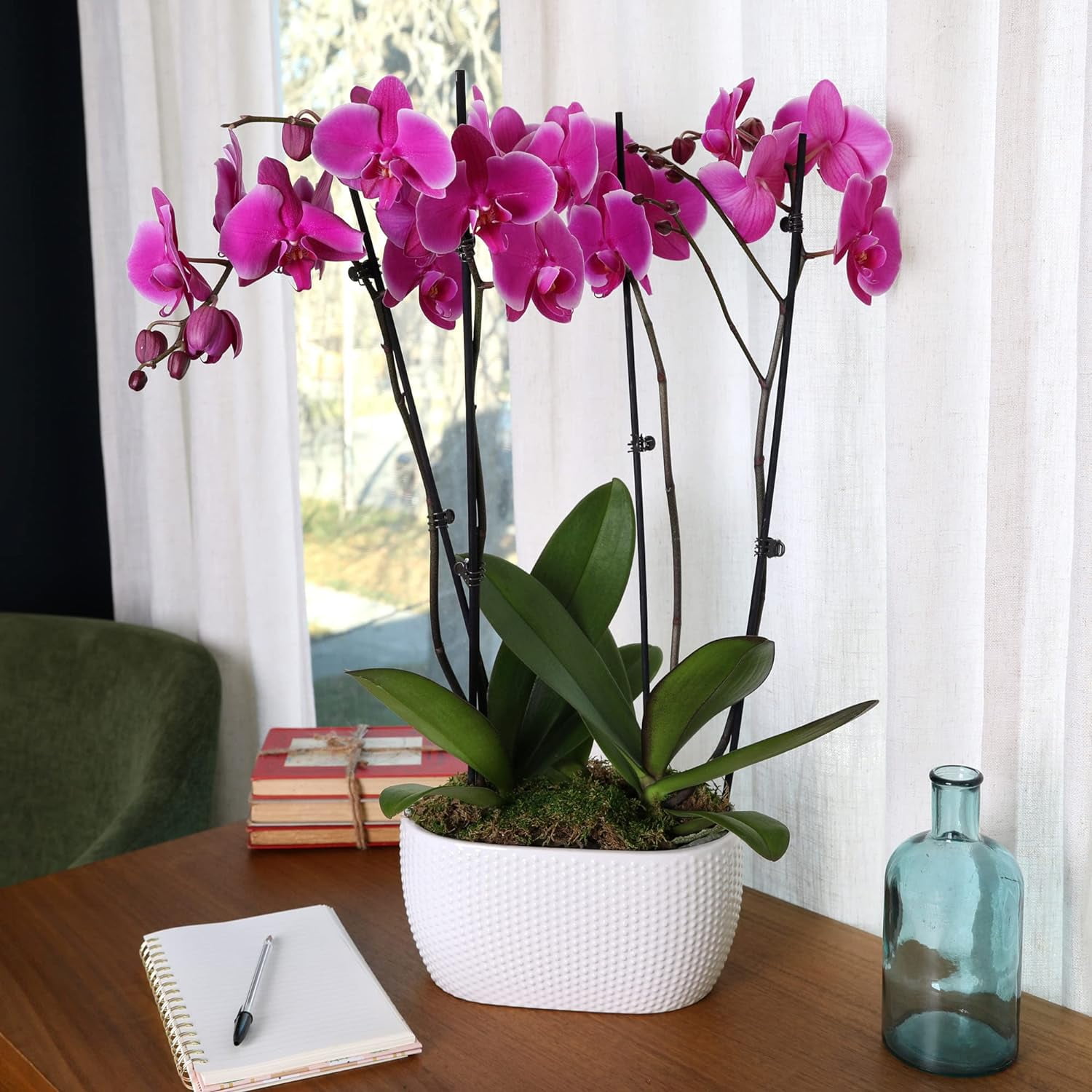 Just Add Ice 16-30" Purple Premium Orchid Duo Live Plants in 10" White Dot Ceramic Planter, House Plant