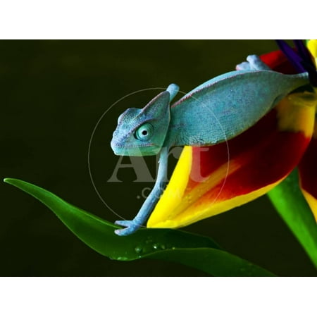 Chameleons Belong to One of the Best known Lizard Families. Print Wall Art By Sebastian (Best Price On Taurus 24 7 G2)