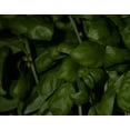 thumbnail image 3 of Grandi Foglie Valentino Basil/ Annual/ Full Sun/ 1200 Seeds 2 Grams/ Zellajake Farm and Garden- B274, 3 of 5