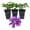 3 Plants, variant on Clematis Baroness Fookes - 1 Live Starter Plant - Beautiful Multi Colored Striped Lavender Flowering Vine