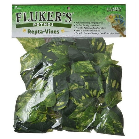 UPC: 0091197510151 | Fluker s Repta-Vines Pothos  6
