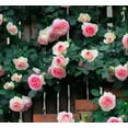 thumbnail image 6 of 100 Seeds Multi Color Mix Rose Plant Seeds, Perennial, Vine Climber, Fragrant, 6 of 9