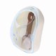 thumbnail image 3 of Pet Hamster de Mascota Baño Baño Limitadora Transparente Baño de Baño de Ardilla de PlásTiCo Con Azul de Pala, 3 of 7