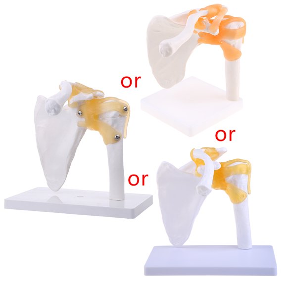 JUNTEX Functional Anatomical Life Size Human Anatomy Skeleton Shoulder Joint Bone Muscl