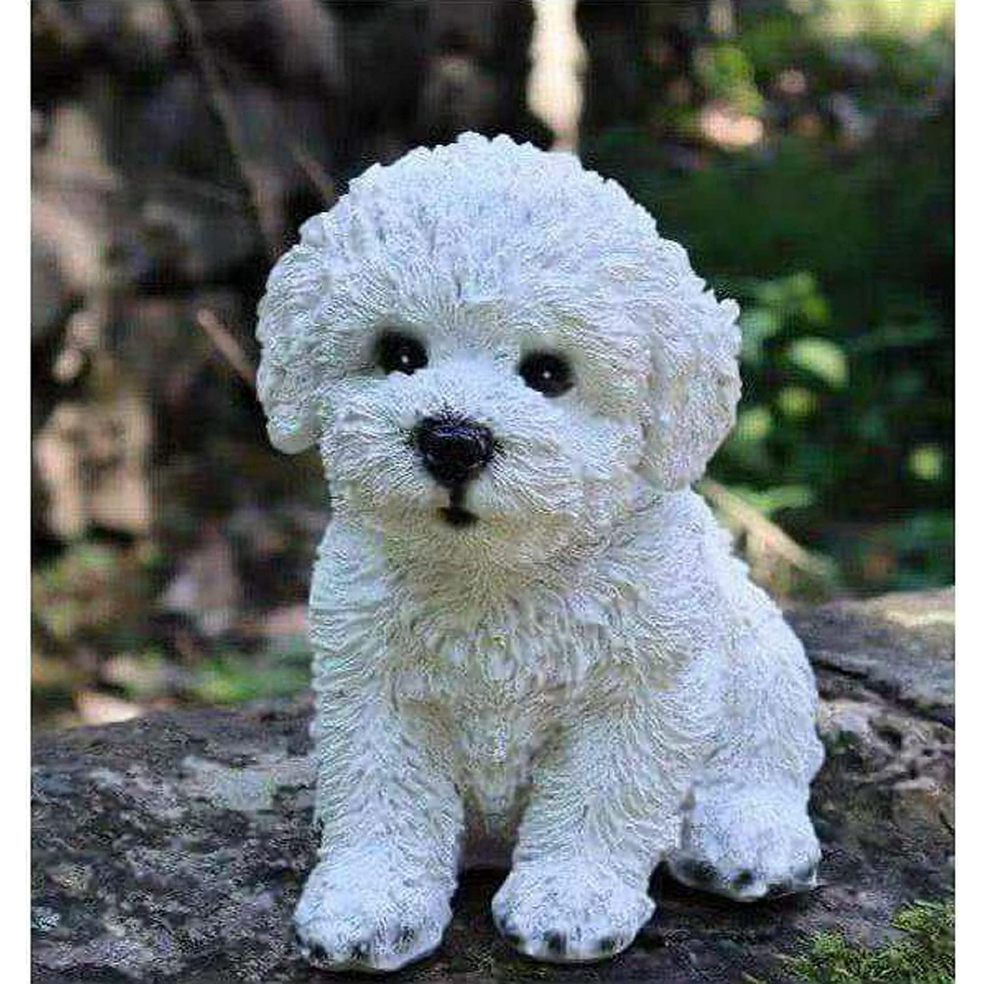 Korean Bichon Frise Bell Bichon Gessoed Frise