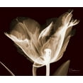 thumbnail image 2 of Koetsier, Albert 17x15 Gold Ornate Wood Framed with Double Matting Museum Art Print Titled - Single Tulip Brown on Red, 2 of 4