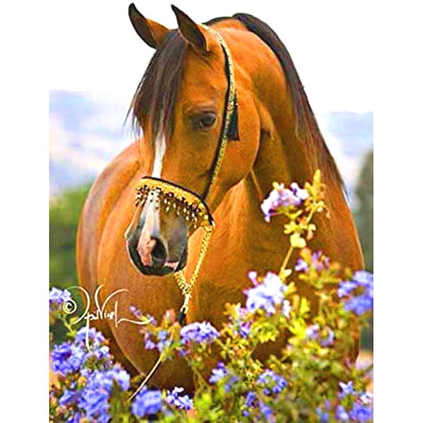 30 x 40 cm, El caballo Pintura de diamante Pintura de bordado de diamante Lienzo Pintura 5D Niño Adulto Lote de diamantes de imitación Rompecabezas Dibujo Decoración de pared Dormitorio