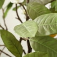 thumbnail image 4 of SAFAVIEH Faux 35 Inch Lemon Potted Tree, White, 4 of 5