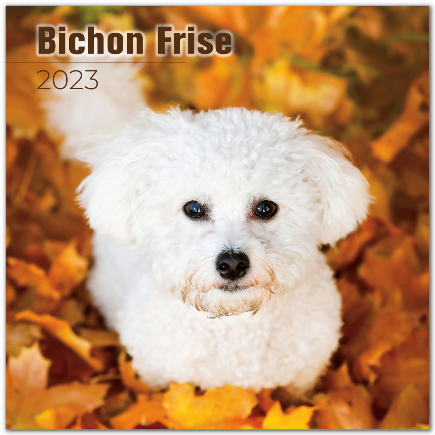 THE DOG 2022 Wall Calendar Bichon Frize ARTLIST from Japan 