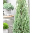 thumbnail image 6 of Blue Arrow Juniper  1 Live 4 Inch Pots  Juniperus Scopulorum  Drought-Tolerant Evergreen  Ideal for Landscaping & Ornamental Use  Low-Maintenance Outdoor Plant, 6 of 7