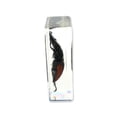 thumbnail image 2 of Ed Speldy East PW209 Real Bug Paperweight Regular-Medium-Stag Beetle, 2 of 3