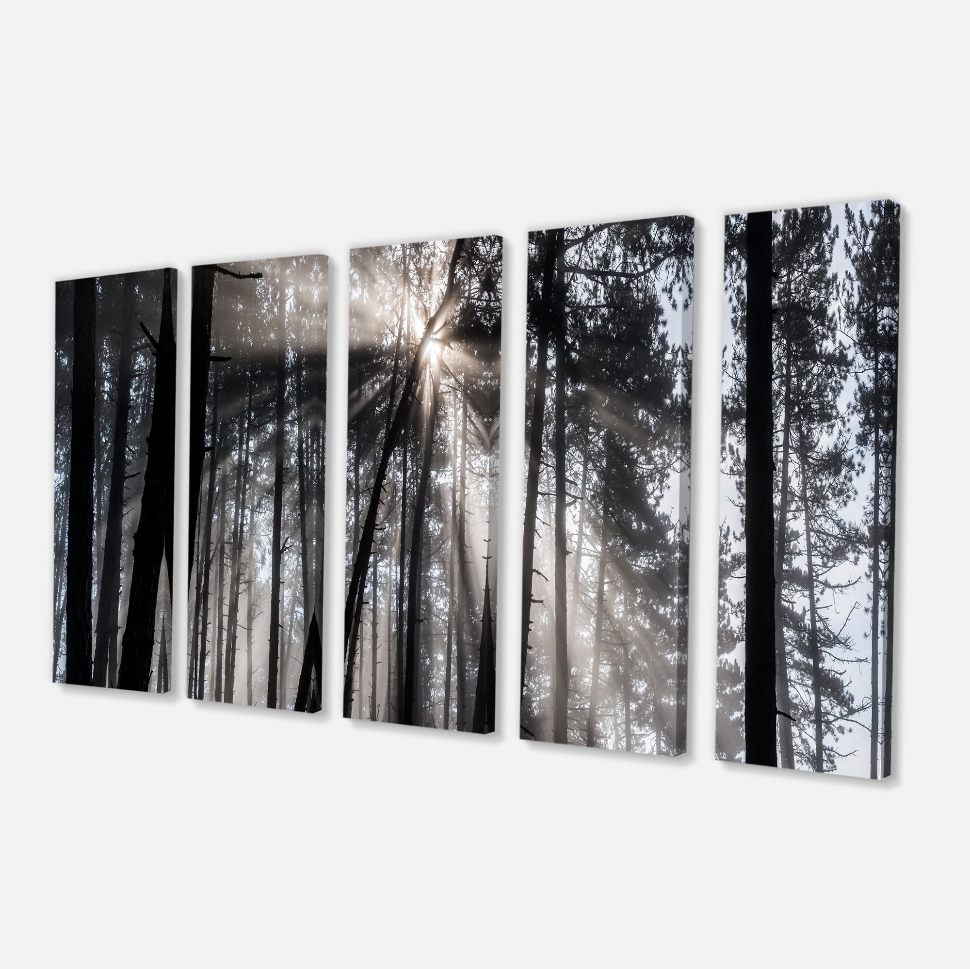 Designart 'Sunbeams through Black White Forest ' Forest Canvas Wall Art Print