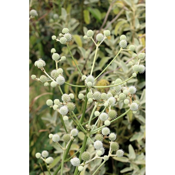 200 RATTLESNAKE MASTER / Button Snakeroot Eryngium Yuccifolium Flower Seeds