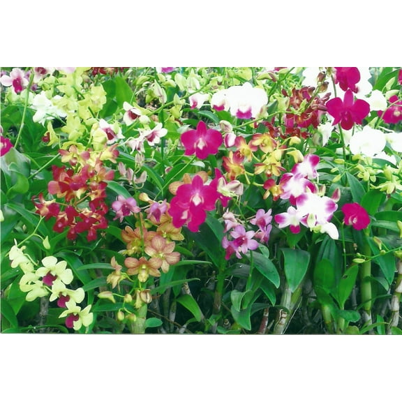 Dendrobium Orchid - 4" Pot - Assorted Colors