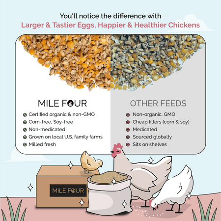 Layer Chicken Feed