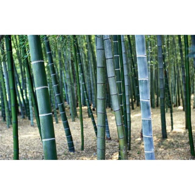Bamboo Tree Forest, Close Up Poster Print, 19 x 12