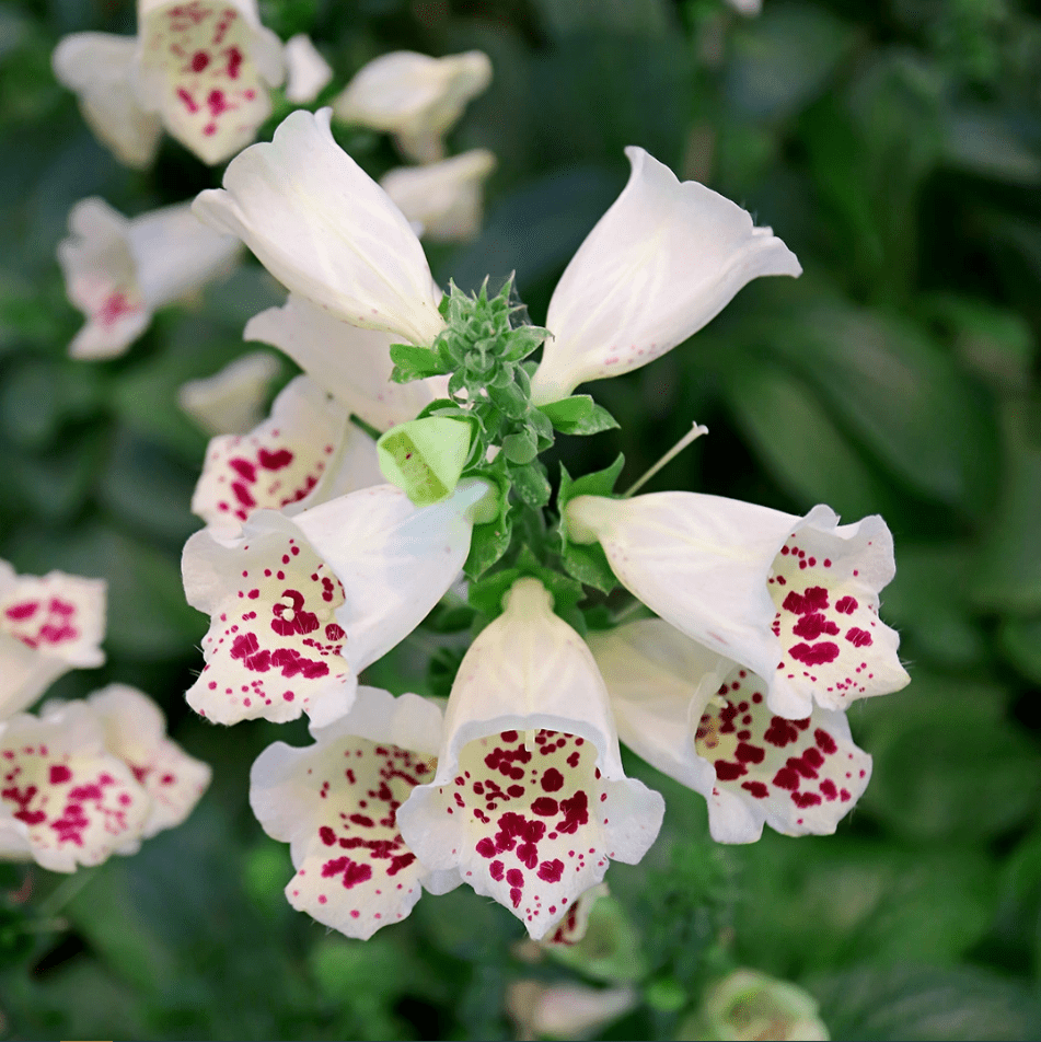 White Foxglove Plant Live, Hardy Perennial Foxgloves with Colorful Summer Flowers for Outdoor Garden Planting, 2-4 Inch Tall, 3 Inch Pot