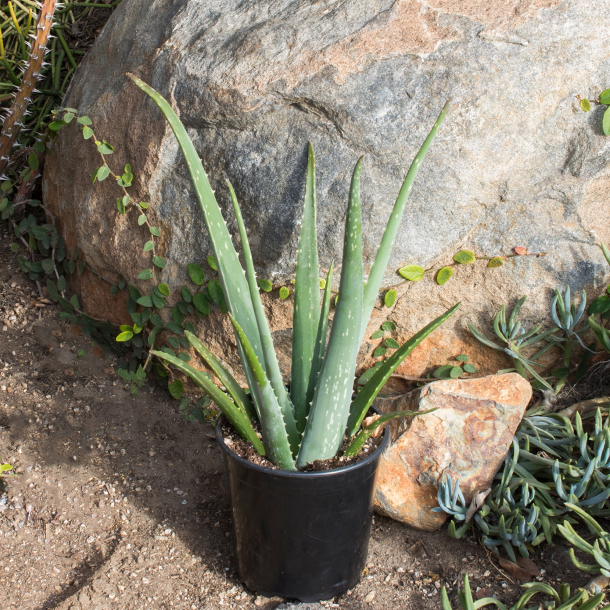 aloe vera for face before and after Aloe Vera Face Gel to Calm & Soothe Skin – Dr.Rashel main image 1
