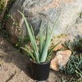thumbnail image 4 of Altman Plants 20" Live Aloe Vera Plant in 1 Gal. Grower Pot Easy Care Large Succulent, 4 of 11