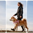 thumbnail image 4 of Dog Leash With Harness, No-Pull Pet Chest Strap, Adjustable Comfortable Dog Harness Leash Set For Small Medium Large Dogs, Outdoor Walking Training, Brown, Xl, 4 of 5