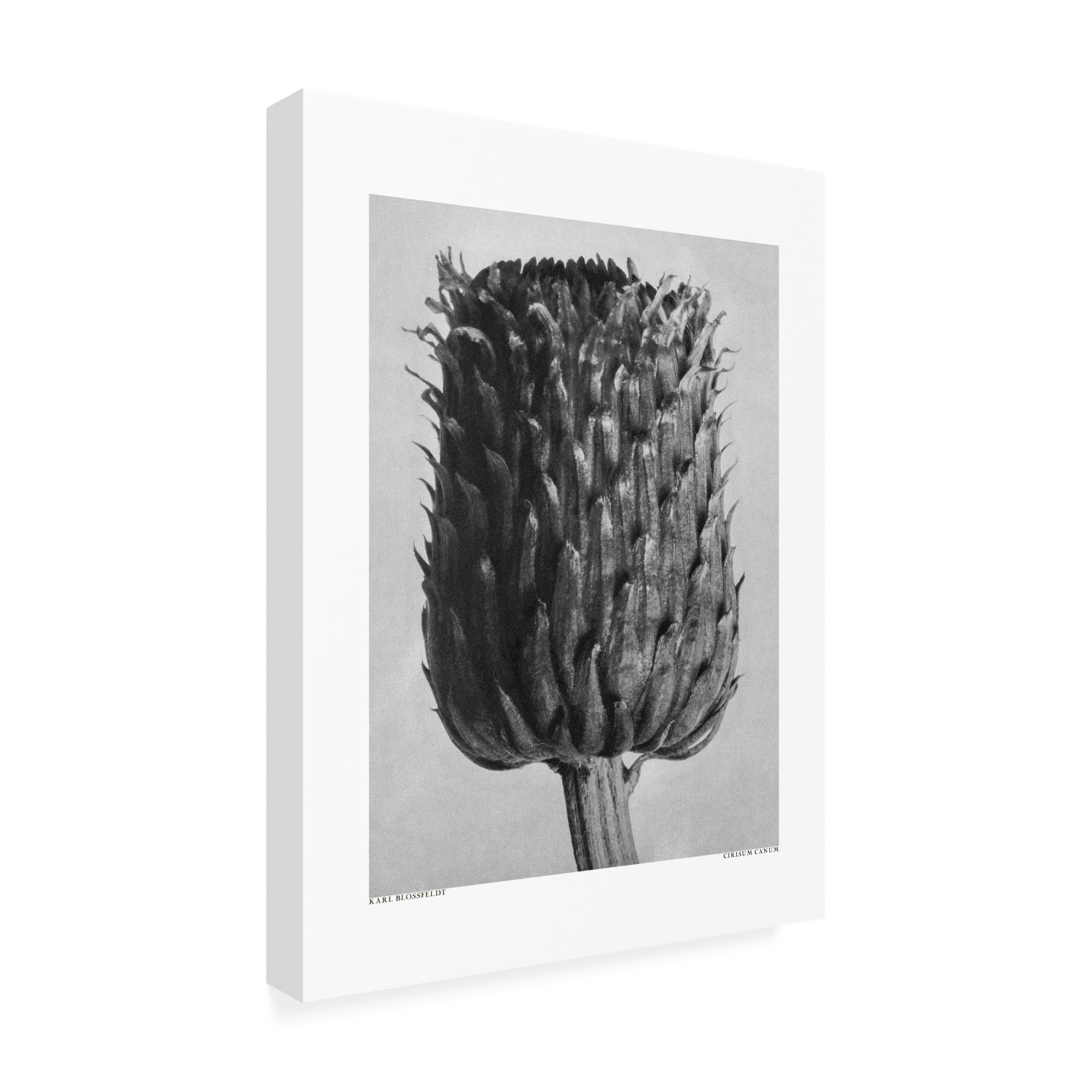 Trademark Fine Art Pictufy  Cirsium Canum Canvas Wall Art