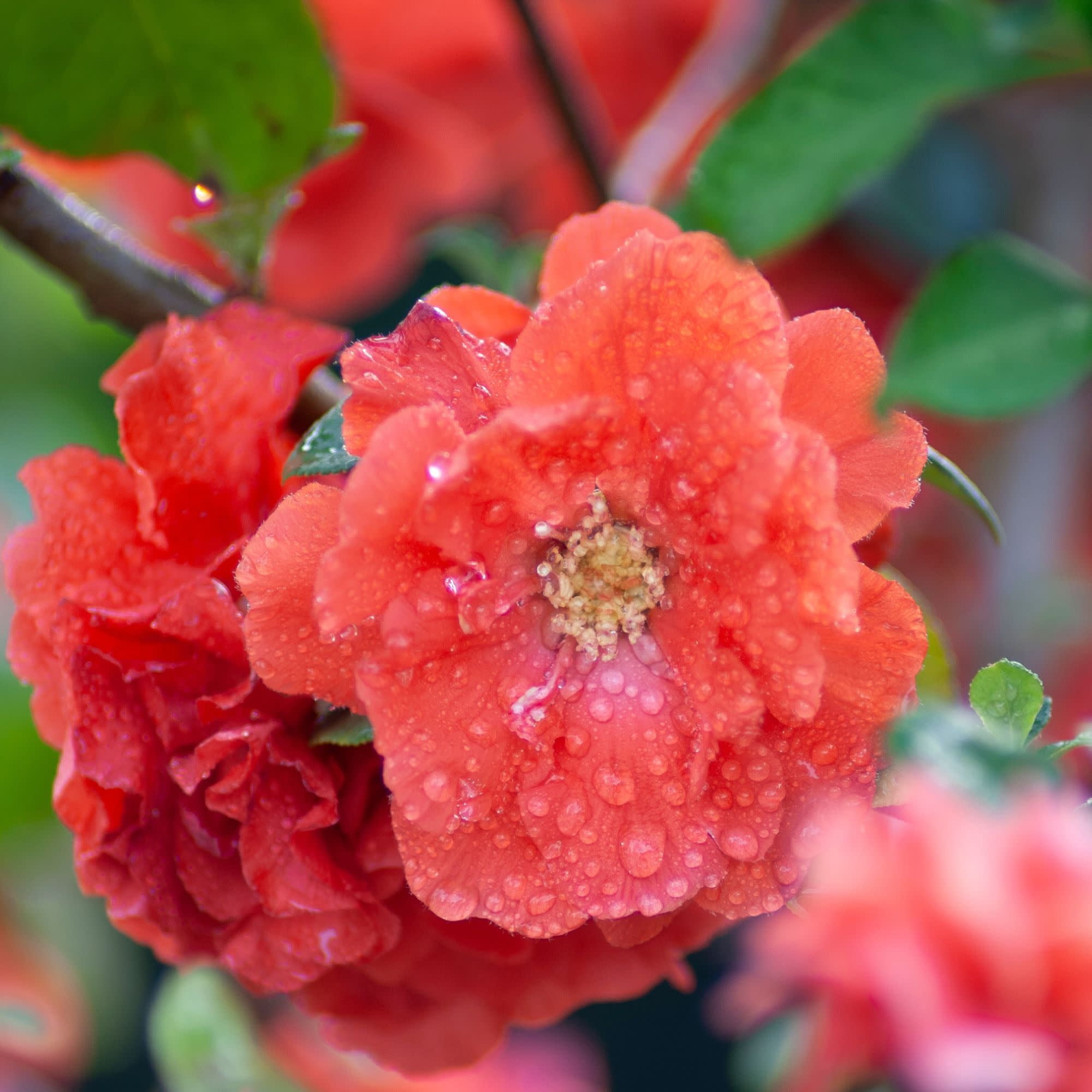 Proven Winners ColorChoice 5" Double Take Orange Quince Live Plant in 4.5" Pot (4 Count)