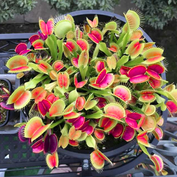 Venus Flytraps Live Plants, Fly Trap Plants Terrarium Live in Pot, Well Rooted and Rare Houseplant, Dionaea Muscipula