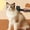 Black, variant on Pet Owner Cat Grooming Tool for Long Hair Removal and Detangling with Durable Comb and Brush for Indoor Use