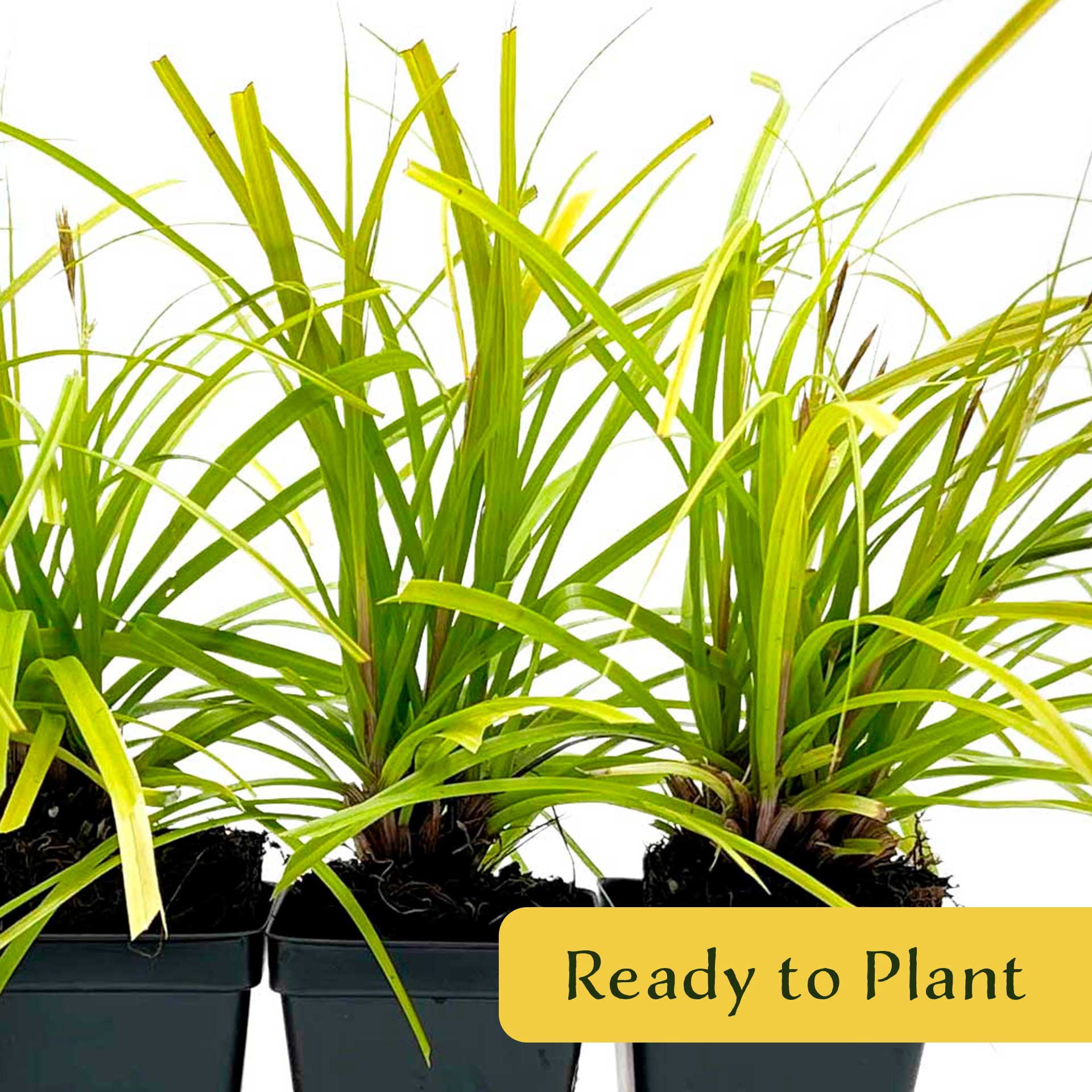 6 Everillo Sedge Grass – Evergreen Clumping Ornamental Grass with Arching Golden Foliage for Shade, Borders & Containers (Carex oshimensis ‘Everillo’) in 3.5″ Cubes, Live Plants