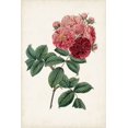 thumbnail image 2 of Vision Studio 11x14 White Modern Wood Framed Museum Art Print Titled - Vintage Rose Clippings III, 2 of 4