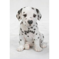 Hi-Line Gifts Dalmatian Puppy Outdoor Garden Statue - 6.5"