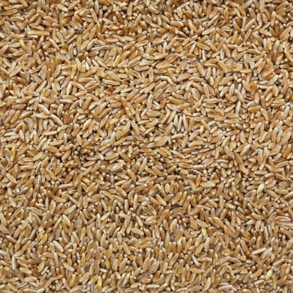 Triticale Kernels