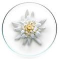 thumbnail image 3 of Bloqueador Solar Facial Lancôme Milky Bright FPS 50 Textura Cremosa Pearly Bright, 3 of 4