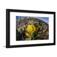 thumbnail image 1 of Flowering prickly pear cactus (Opuntia ficus-indica), in the Sweetwater Preserve, Tucson, Arizona, Framed Print Wall Art By Michael Nolan, 1 of 5