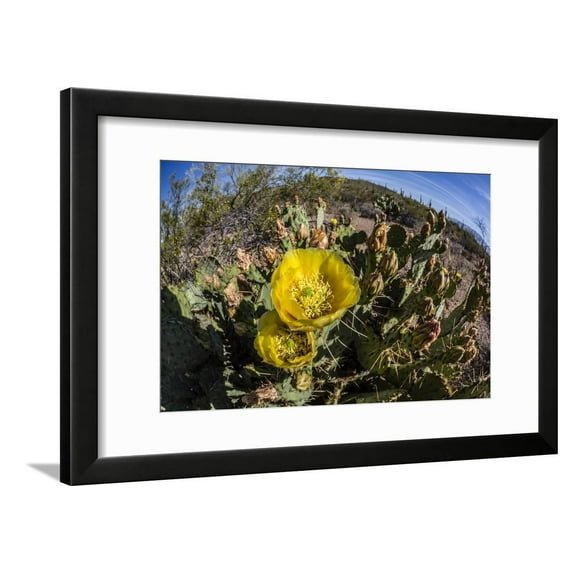 Flowering prickly pear cactus (Opuntia ficus-indica), in the Sweetwater Preserve, Tucson, Arizona, Framed Print Wall Art By Michael Nolan