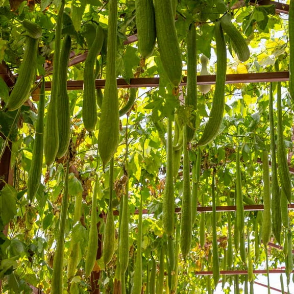 Outsidepride Luffa - 200 Seeds