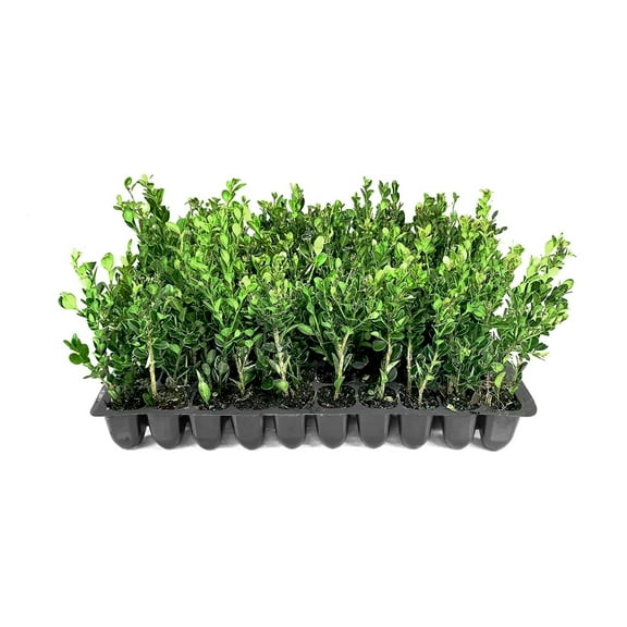 Winter Gem Korean Boxwood | 10 Live Plants | Buxus microphylla Japonica ‘Winter Gem’ | Dense Evergreen Hedge Plants | Landscaping Shrubs for Privacy Screens