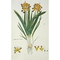thumbnail image 2 of Robert Jacob Gordon 11x14 Black Ornate Wood Framed Double Matted Museum Art Print Titled: Lachenalia Aloides (L.F.) Engl. Var. Quadricolor (Opal Flower) (1777 - 1786), 2 of 5