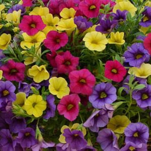 Outsidepride Paradise Island Calibrachoa Flower Seed Mix - 10 Seeds
