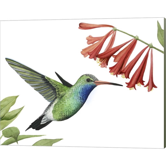 Great Art Now Hummingbird & Flower II by Grace Popp, Canvas Wall Art, 20W x 16H