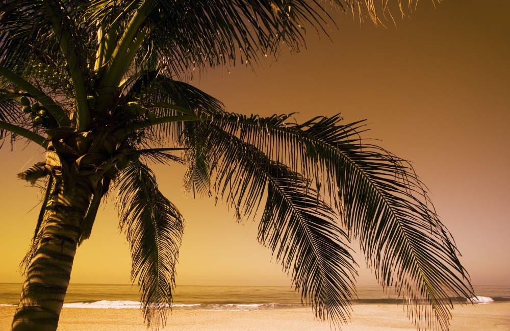 Palm Tree And Sunse