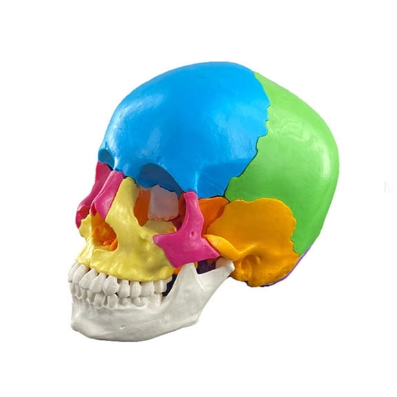 Human Anatomical Skull Model Life Size Organ Anatomical Model Detachable Anatomy Disassembled Skull Model Learning Tool
