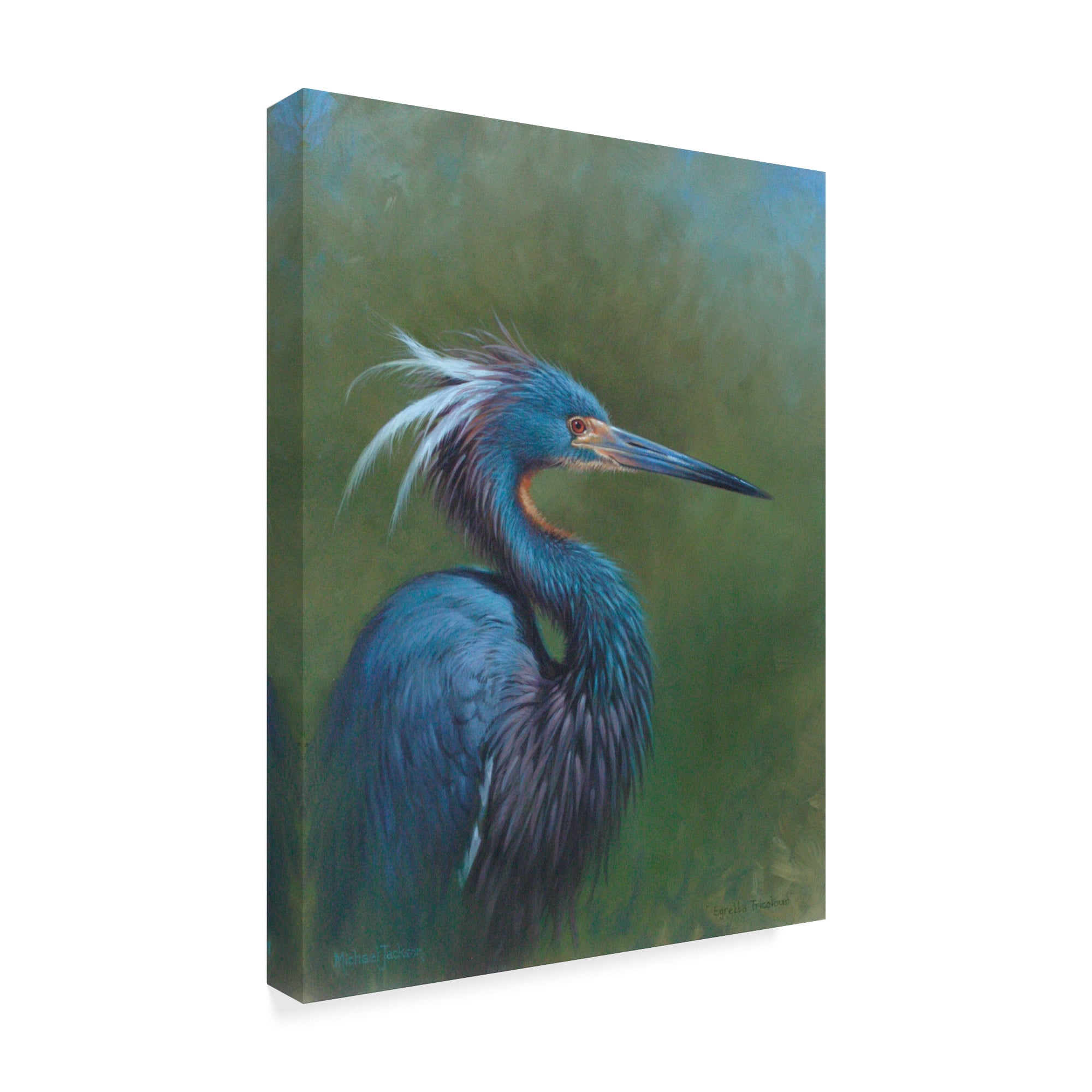 Trademark Fine Art 'Tricolour Egret' Canvas Art by Michael Jackson