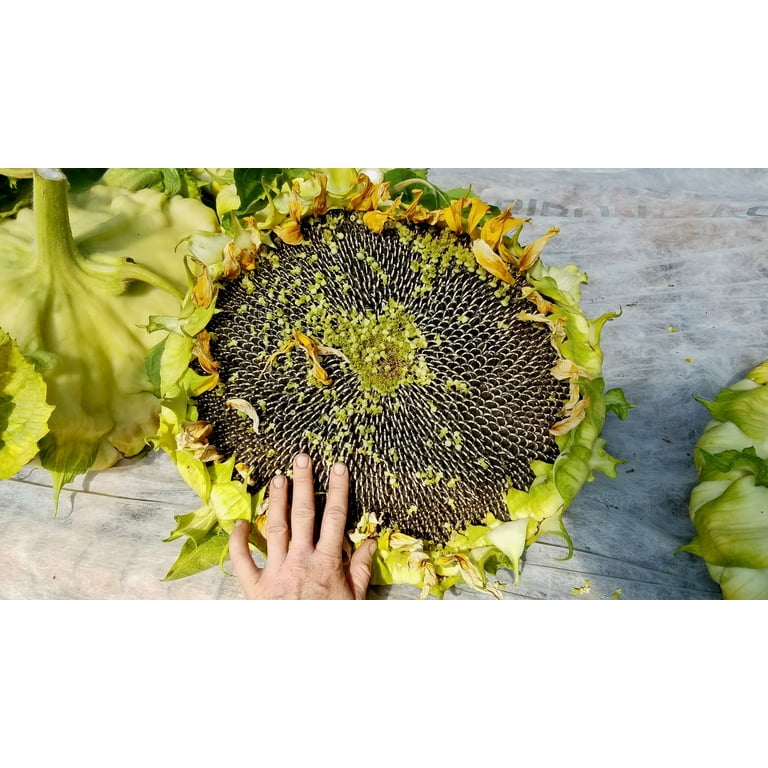 Plant Good Seed Mongolian Giant Sunflower Seeds, Helianthus Annuus Seeds, 12 Seeds Per Packet