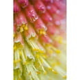 thumbnail image 1 of Gros Plan de Fleurs Étamine Affiche Print&44; 13 x 20, 1 of 1